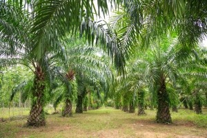 palm oil crops