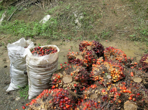 Palm Oil, Borneo