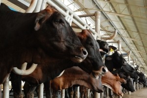 beef_cattle