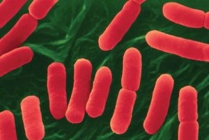 Neogen E.coli world health day