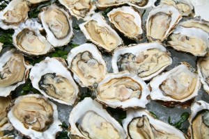 oyster shellfish seafood