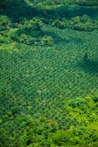 palm oil plantation, photo credit - michael warren