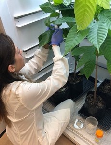 ARS plant pathologist Alina Puig determines pathogen virulence by infecting Theobroma cacao seedlings.