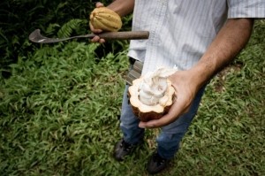 cocoa farmer with machete Copyright freistilchaot