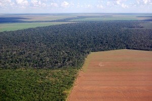 deforestation brazil