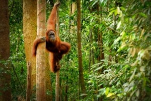 GettyImages-RitaEnes orangutan deforestation CAN USE