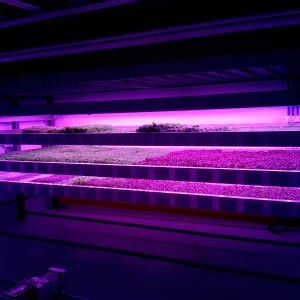 IGS-Integrated-Growth-Trays-With-Lights-GTL-2
