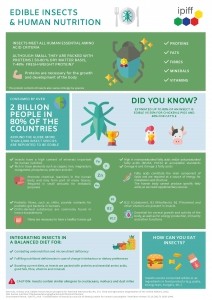 insect factsheet