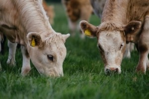 Irish cattle grazing on grassland