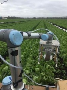 Lettuce robot