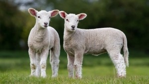 Middle Eastern demand for UK lamb