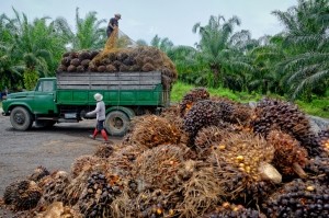 palm oil plantation workers lorry fruit Droits d'auteur migin