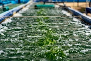 Seakura's seaweed tanks mimic ocean conditions