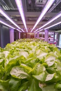 Vertical Farm - GettyImages-981285770