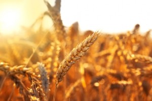 wheat crop farming agriculture grain