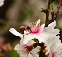 almond blossom honey bee pollination