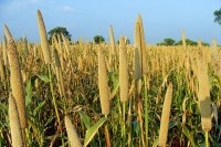 Lingsugur-Pearl-Millet-Cultivation-Raichur-Bajra-204105