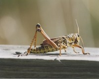 Exo is sourcing specially-fed crickets from the US