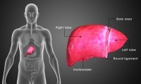 liver fatty disease gallbladder