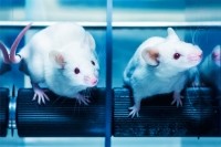 mice animal experiment research science iStock.com MarquesPhotography
