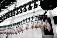 chicken, poultry processing, meat factory Copyright roibu