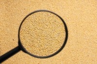 millet magnifying glass