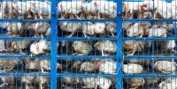 factory farm, chicken, poultry, animal welfare Droits d'auteur  PatrickPoendl