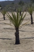 Yucca plantation