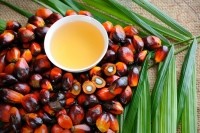 palm oil fruit cooking oil Droits d'auteur slpu9945