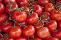 ItsFresh - tomatoes 300dpi 15cm