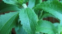 Stevia-from-fermentation-will-be-available-next-year-says-Evolva_strict_xxl