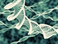 DNA strands genetics
