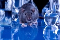 rat animal experiment research science iStock.com torcaciu