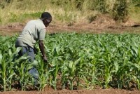 Africa crop farmer
