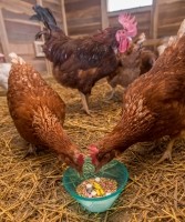 antibiotic free, chicken, feed Copyright jetstream4wd