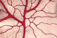 circulation capillary artery