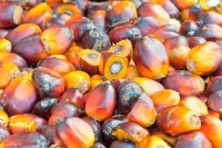 fruits palm oil