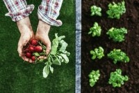 farm, garden, smallhold, radish, soil organic Droits d'auteur demaerre