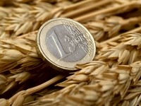 EU wheat