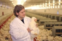 chicken farm vet avian flu
