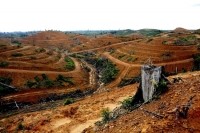 Deforested land in Indonesia Greenpeace Oka Budhi
