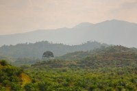 palm oil plantation, forest Droits d'auteur  neoellis