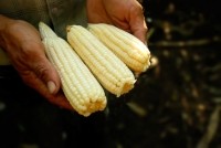 smallholder farmer corn maize Droits d'auteur Nolmedrano99