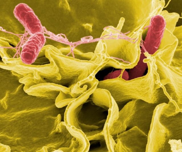 Online retailer recalls yeast over suspected Salmonella contamination