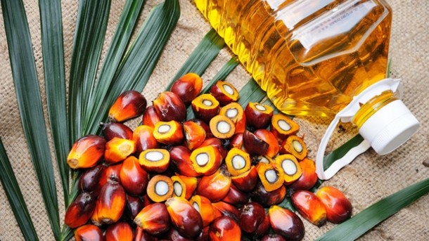  bad palm oil