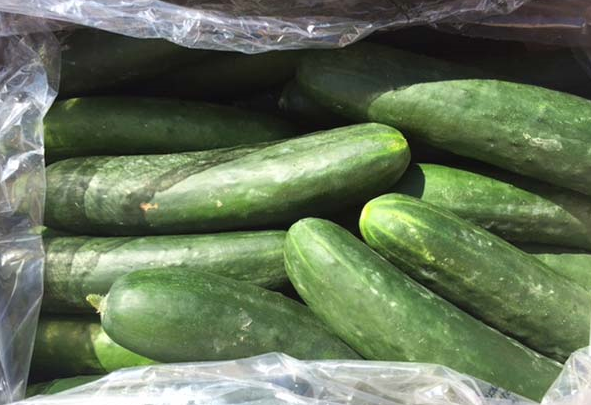 Cucumber recall in Canada and illness in USA