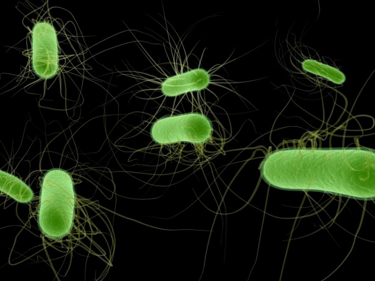 E.coli. Picture: Istock/Eraxion