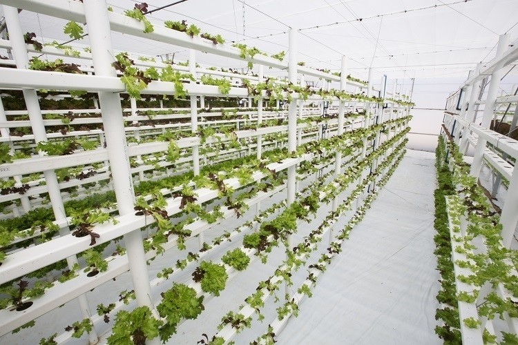 Are vertical farms efficient?
