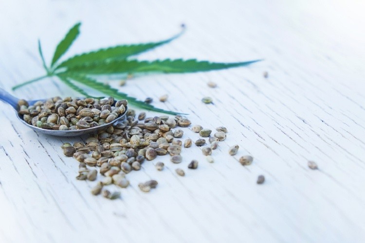 EFSA concern over THC levels in hemp products
