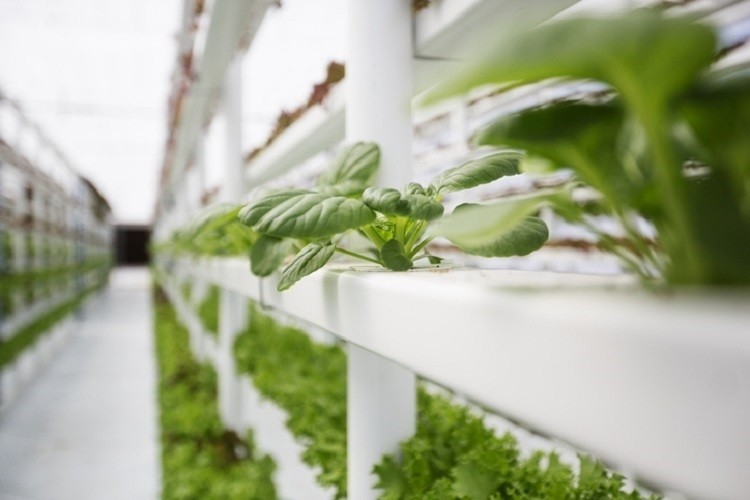 Is vertical farming a sustainable solution to food insecurity?